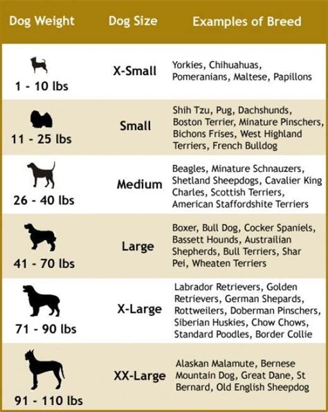 Choosing The Right Dog Leash For Your Dog Size And Type Dog Breeds