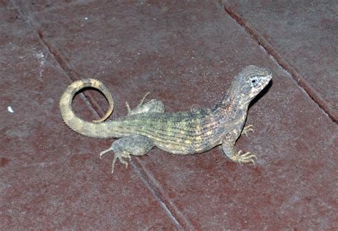 Cuban Curly Tailed Lizard Stock Photo Image Of Leiocephalidae 56398896