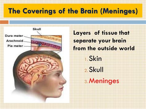 Ppt The Human Brain The Four Lobes Powerpoint Presentation Free