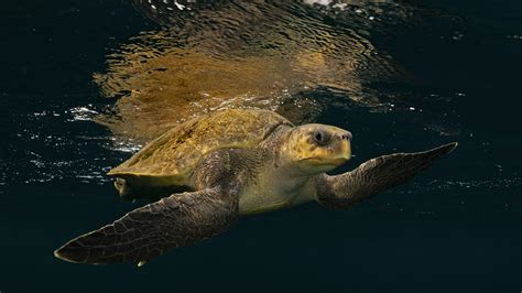 Olive Ridley Turtle Facts Diet Habitat