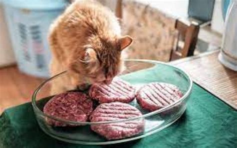 Bolehkan Kucing Makan Daging Ini Jawabannya Faunafella