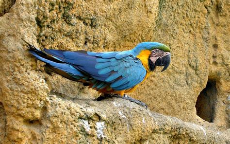 Macaw Parrot Bird Tropical 29 Wallpapers Hd Desktop