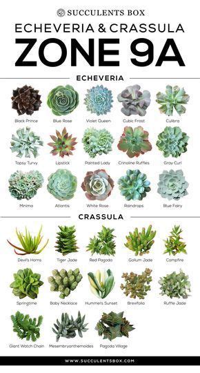 Choosing Succulents For Zone 9 California Florida Arizona Artofit