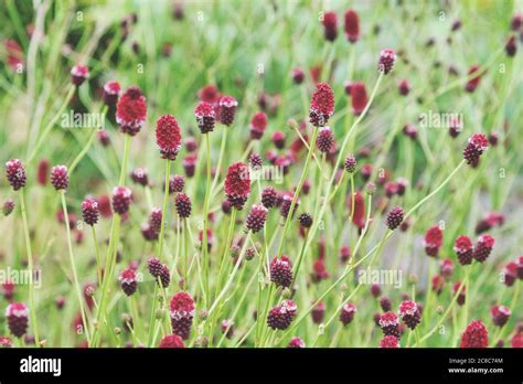 Crimson Great Burnet Sanguisorba Officinalis In Flower Stock Photo