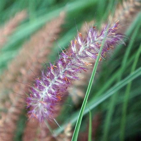 Pennisetum Alopecuroides Burgundy Bunny Midwest Groundcovers Llc