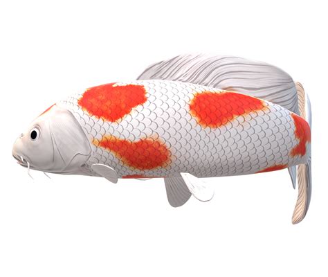 Koi Carp Fish Isolated On A Transparent Background 23839804 Png