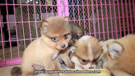Puppies for sale near atlanta, georgia your search returned the following puppies for sale. Gorgeous Small Pomeranian Puppies For Sale, Georgia Local Breeders, Near Atlanta, Ga at ...