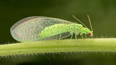 Green Lacewings World Tomato Society