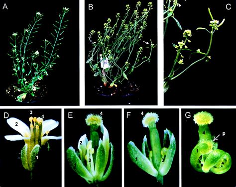 Arabidopsis Sterile Apetala A Multifunctional Gene Regulating