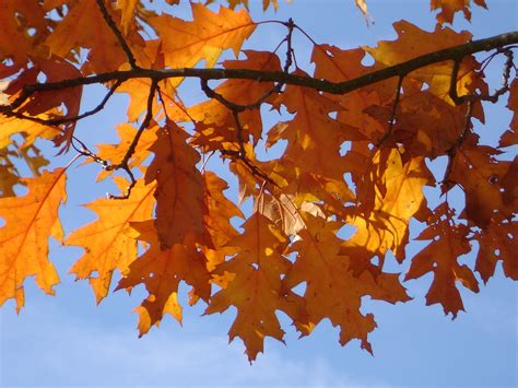 รูปภาพ สาขา ปลูก แสงแดด ส้ม ฤดูใบไม้ร่วง สีน้ำตาล สีเหลือง ต้น
