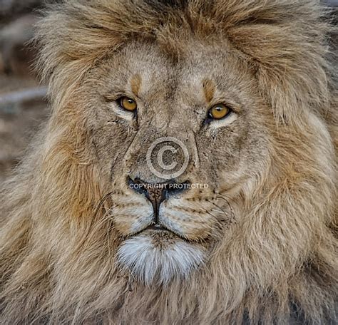 Male Lion Portrait Wildlife Reference Photos For Artists
