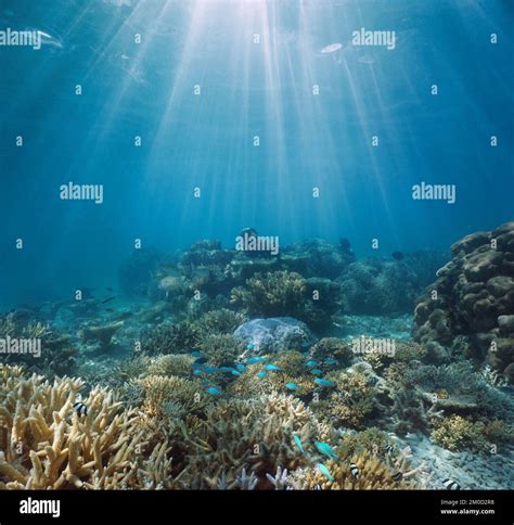 Coral Reef And Sunlight Underwater Seascape Pacific Ocean Oceania