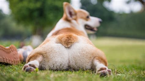 Life is pretty harsh these days and we all need something to relief our stress. A corgi got fat-shamed and the Internet could not handle ...