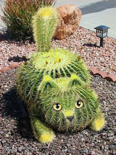 Online sale of cacti and other succulent plants. Cat Gallery