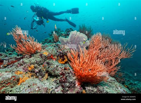 Scuba Diver Over Coral Reef Cano Island Drake Bay Costa Rica Stock