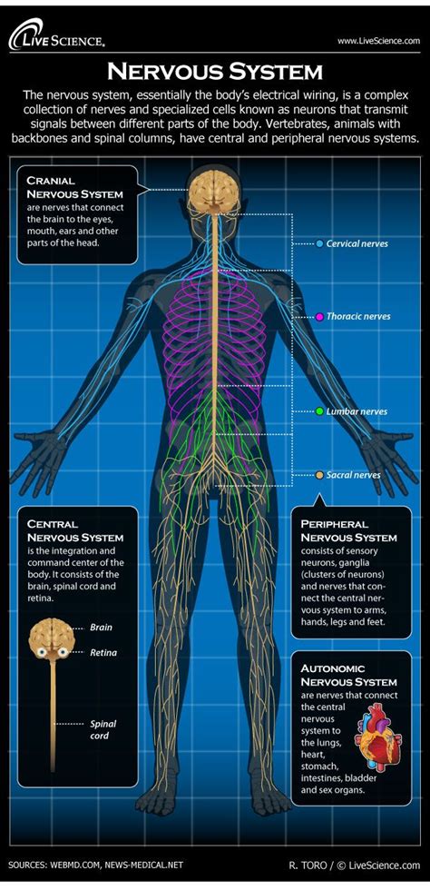 The nervous system consists of the central and the peripheral nervous system. Human Nervous System - Diagram - How It Works | Live Science