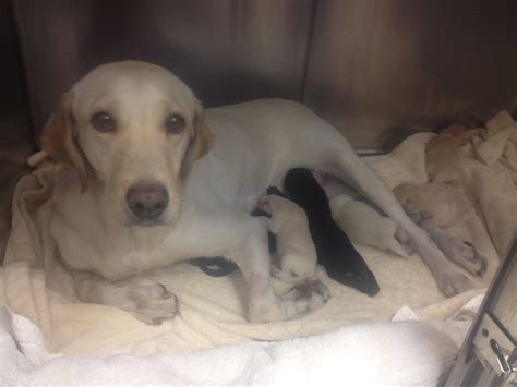 Our Patients — COOL SPRINGS ANIMAL HOSPITAL