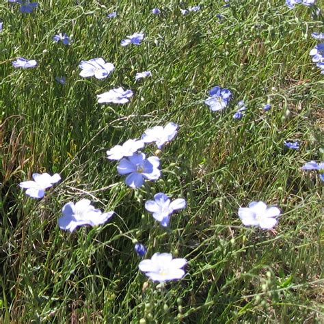Stevenson Intermountain Seed Linum Perenneperennial Blue Flax