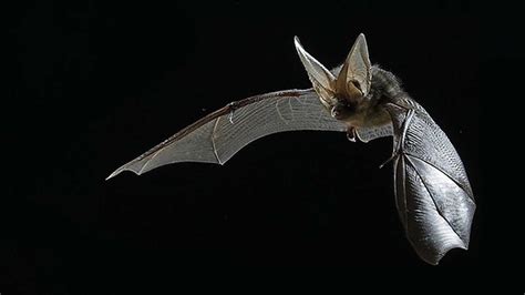 Pin By Mai Raabus On Inky Bat Animal Bat Photos Bat Species