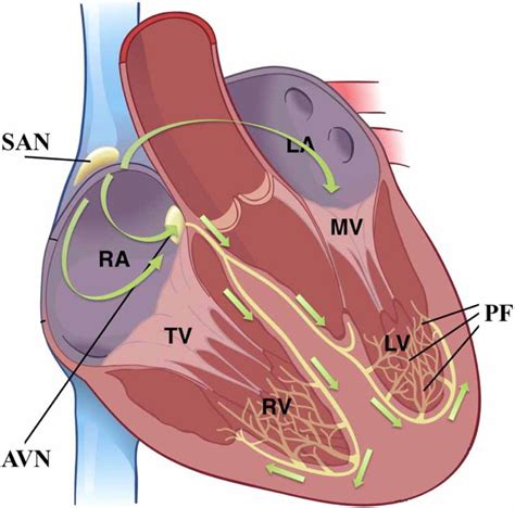 Normal Cardiac Conduction Pathway