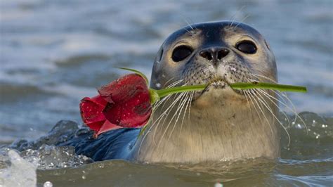 Seals Discover Offshore Wind Farms Are All You Can Eat Seafood Buffets