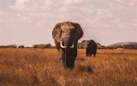 Download Wallpapers 4k Elephants African Steppe