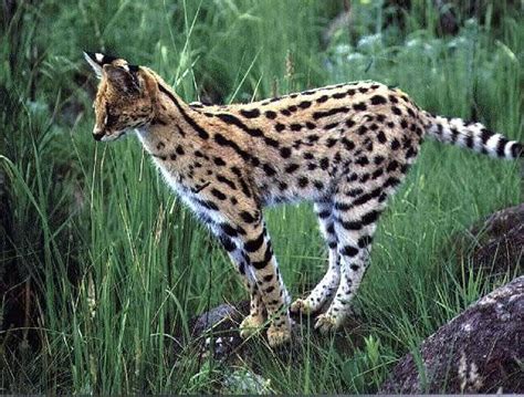 Mengenal Kucing Serval Milik Rachel Vennya Kucing Mahal Afrika Yang