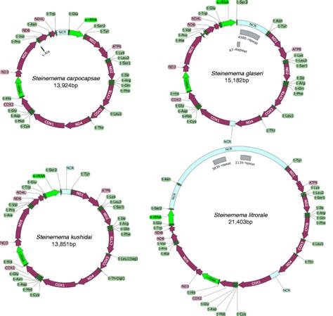 Schematic Overview Of The Four Mitochondrial Genomes Download