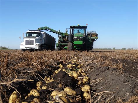 Potato Harvest Put To A Stop Red River Farm Network