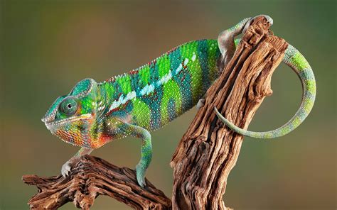 Chameleon Wallpaper Hd Pixelstalknet