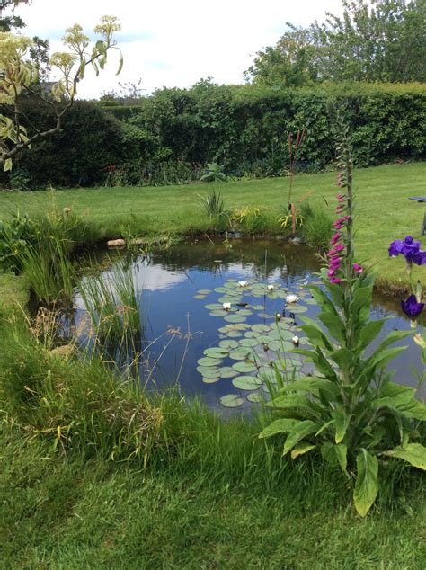 Wildlife Pond Page 2 — Bbc Gardeners World Magazine