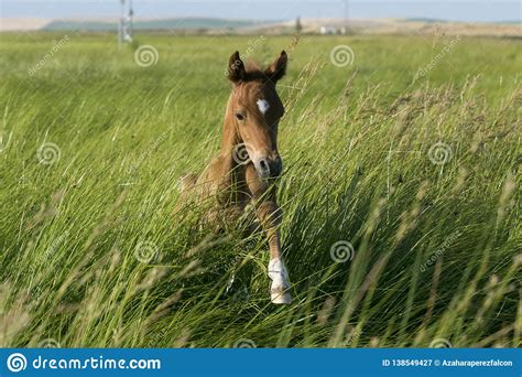 Little Arabian Filly Playing In The Field Stock Image Image Of Horses
