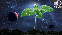 How Astronauts Grow Plants In Space - YouTube