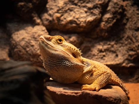 12 Fun Facts About Bearded Dragons 2024 Pet Owners Guide