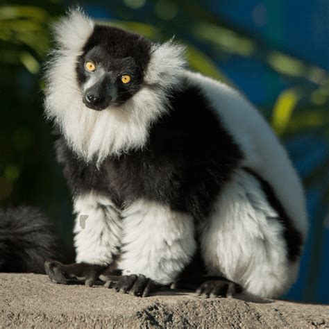 Black And White Ruffed Lemur The Zoo Society