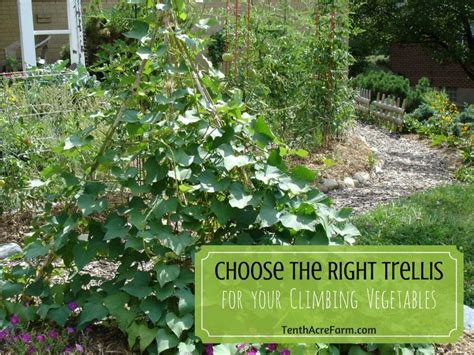 Did You Know There Are Three Types Of Climbing Vegetables Learn How To