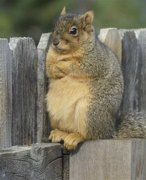 Frustrated Squirrel Myconfinedspace