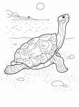 Sea Coloring Turtle sketch template