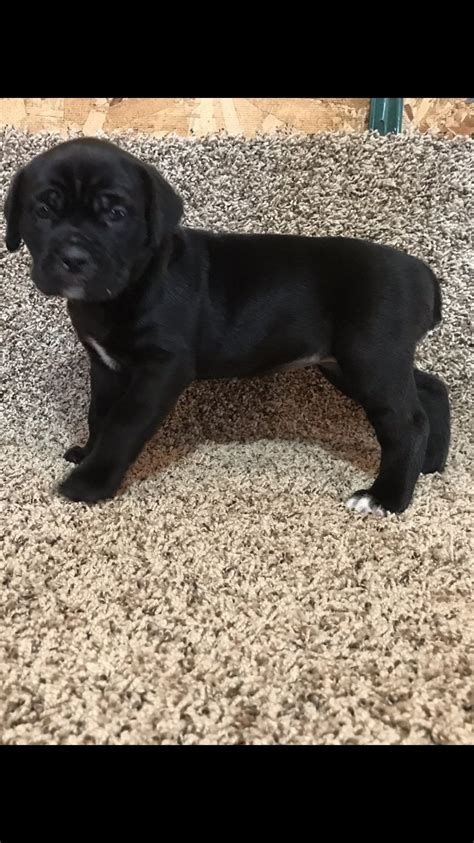 Find cane corso puppies and breeders in your area and helpful cane corso information. Cane Corso Puppies For Sale | Houston, OH #290579