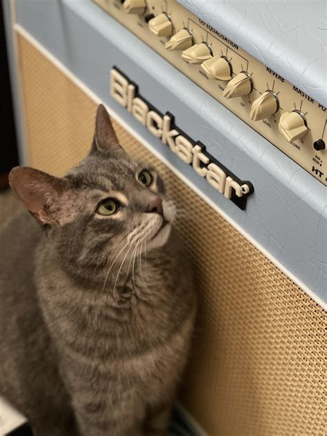 Cat Scratch Fever Guitaramps
