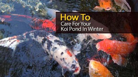 Jun 27, 2021 · tips for maintaining your fish tank monitor the temperature and check the filter daily. How To Care For Your Koi Pond In Winter: Video