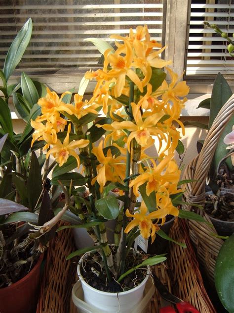 Presso il nostro negozio fiorista l'orchidea troverete la composizione floreale ideale per ogni occasione. CROCILANDIA: un fiore dai pargoli