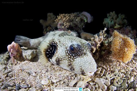 Arothron Hispidus White Spotted Puffer Stars And Stripes Puffer