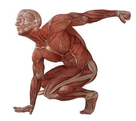 Corpo Maschio Senza Pelle Anatomia Ed Illustrazione Dei Muscoli D