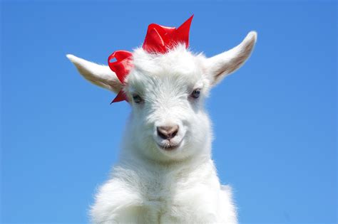 Cute Baby Goat Wallpapers Top Free Cute Baby Goat Backgrounds