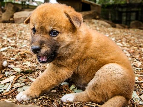 Video And Photo Gallery Of Dingo Puppies At Featherdale Wildlife Park