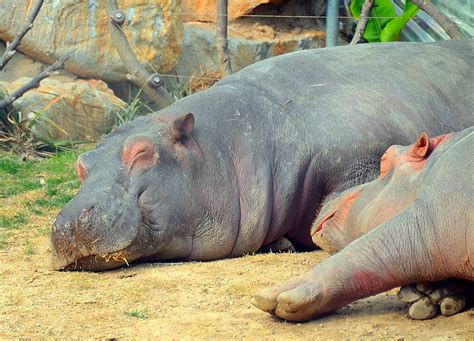 Hippo Sleeping Background Hippopotamus Go To Bed Hippos Background