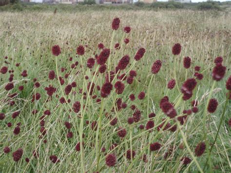 Greater Burnet Sanguisorba Officinalis Overview Health Benefits