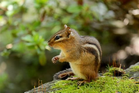 Chipmunk On Moss Free Stock Photo Public Domain Pictures