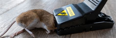 Traditional And Latest Rodent Traps Pest Supply Canada